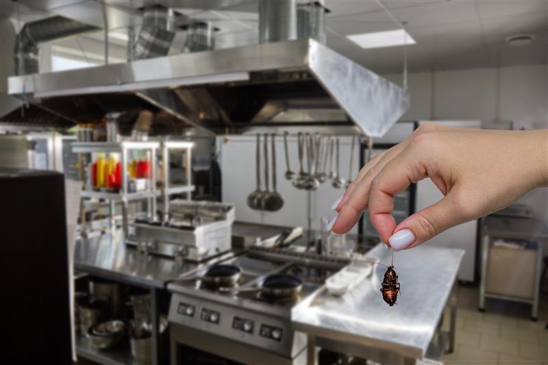 hand holding cockroach in restaurant kitchen
