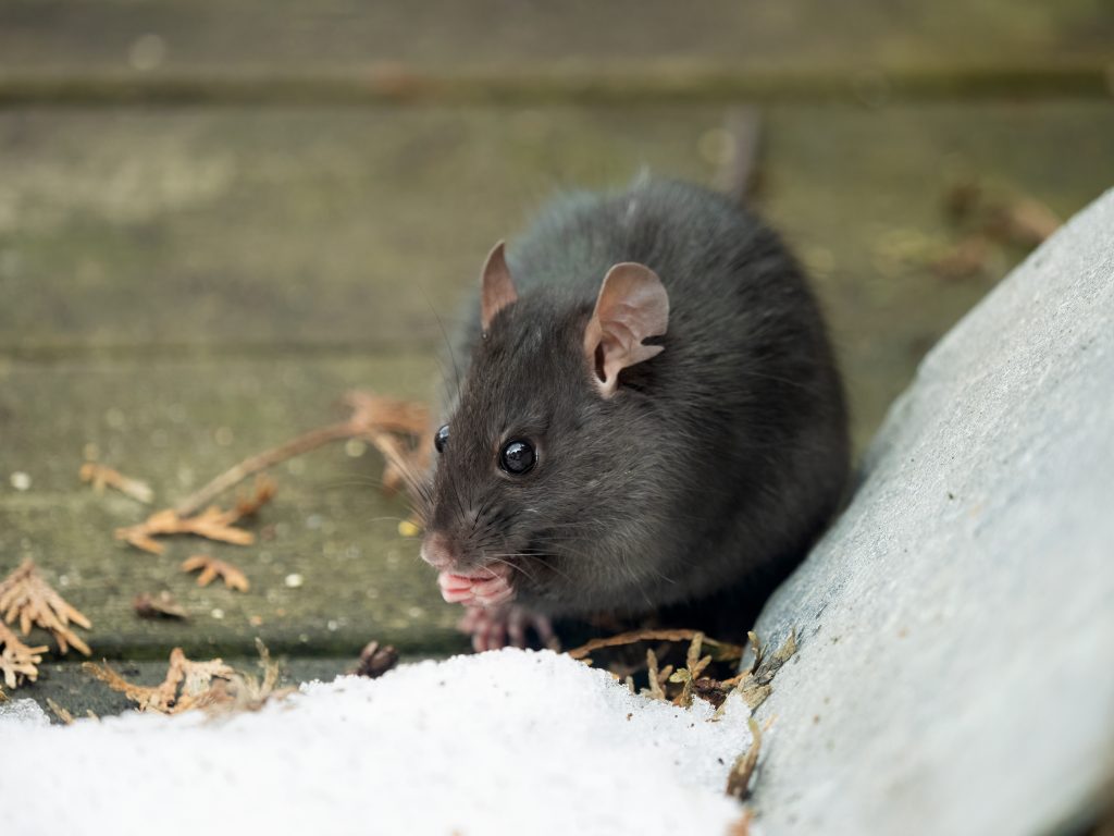 close-up of a wild black rat (Rattus rattus) outdoors on a wooden deck, in the snow